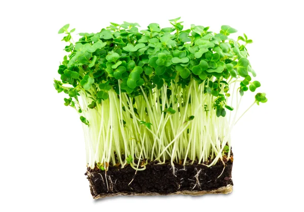 Fresh green cress salad on the white background — Stock Photo, Image