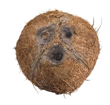 Hindistan cevizi beyaz arkaplanda izole edildi