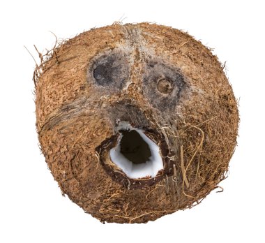 Beyaz arka plan üzerinde izole Hindistan cevizi gülen yüz