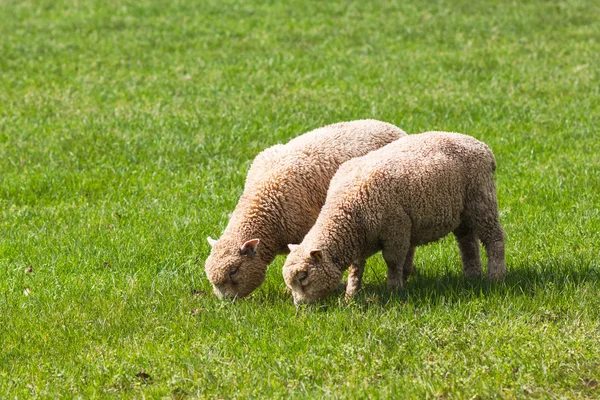 İki bebek yeme çim alandaki kuzular. Unitedkingdom, Devon — Stok fotoğraf