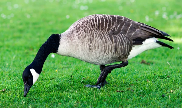 Wild Goose, Geese eating grass in the park. United Kinghdom, Devon.