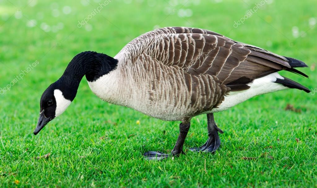 Wild Goose Geese Eating Grass In The Park United Kinghdom Devon Stock Photo Image By C Funandrejs Gmail Com 76519803