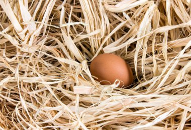 Saman üzerinde taze tavuk kahverengi organik yumurta.