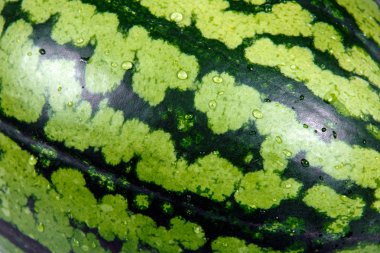 Close up Fresh Green Watermelon. Background, texture
