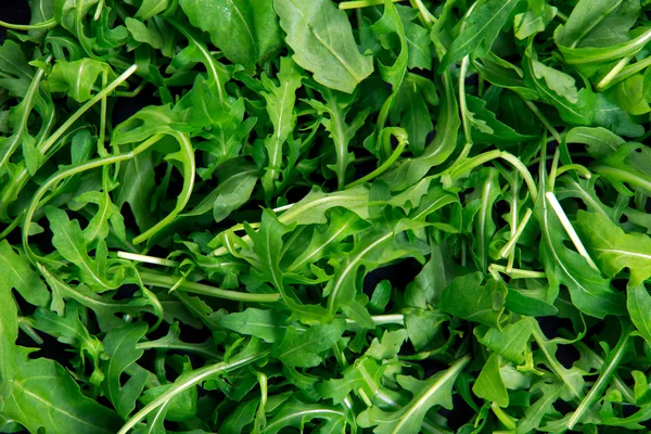 Vahşi taze roket salata organik arka plan dokusu — Stok fotoğraf