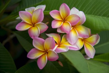Plumeria 'da. Güzel pembe cilt bakımı.
