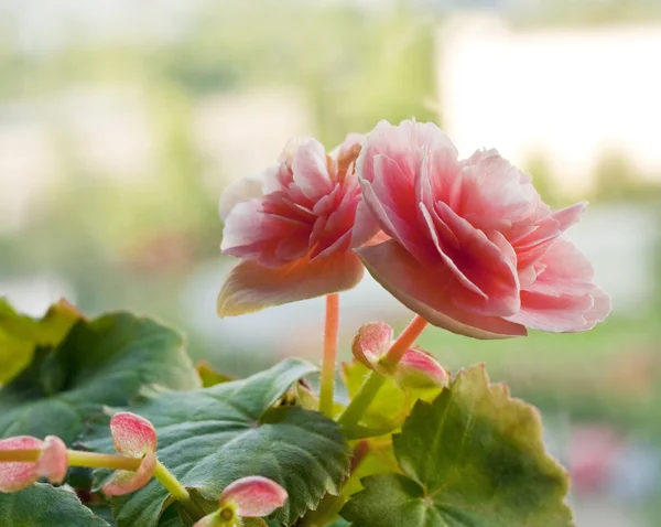 Begonya pembe çiçekler