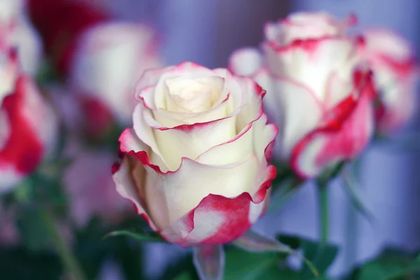 Beyaz ve kırmızı renk güller — Stok fotoğraf