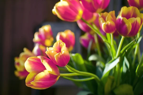Flores de primavera Imágenes de stock libres de derechos