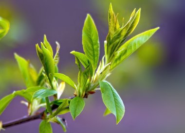 Yeşil bahar yaprakları