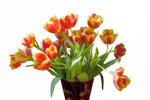 Spring tulips flowers isolated — Stock Photo, Image