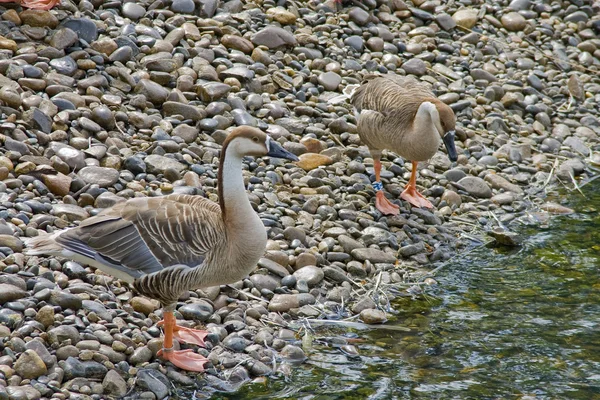 Hayvanat bahçesinde gri kazlar