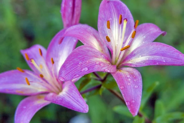 Yağmurdan sonra pembe lilia çiçek