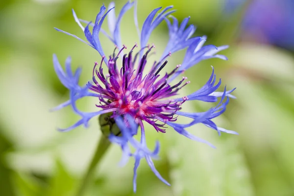 Mavi cornflower yakın çekim
