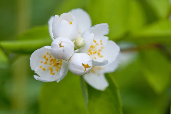Beyaz Yasemin çiçekleri