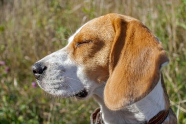 Beagle köpek ormandaki