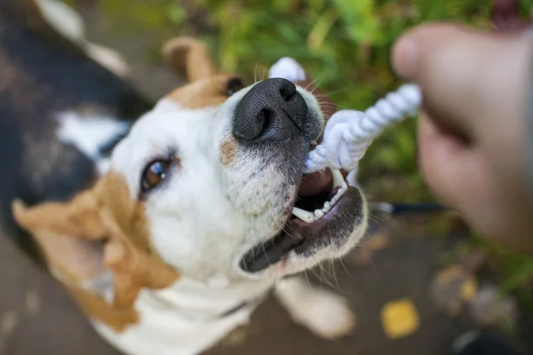 Beagle köpek oynuyor