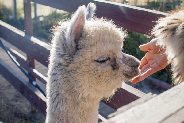 Şirin Bebek alpaka gruptaki