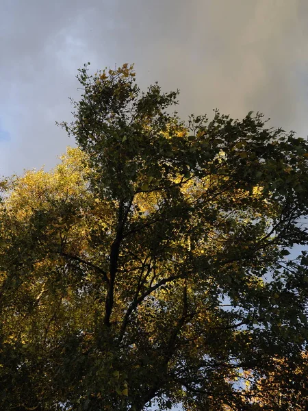 Залитые солнцем деревья, освещенные темным облачным небом — стоковое фото