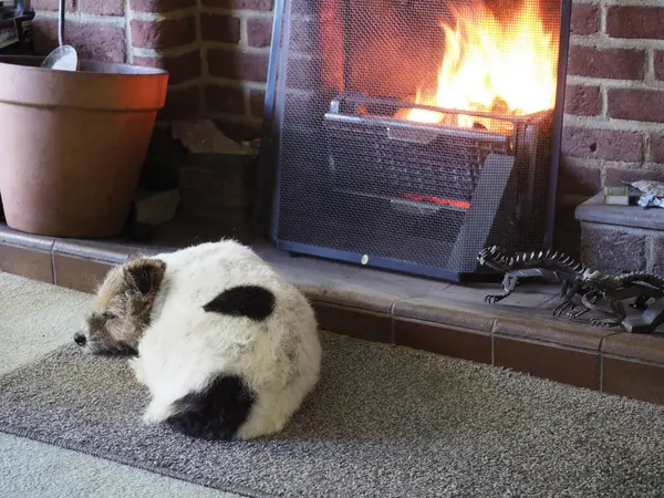 一条小狗坐在炽热的煤火前取暖 — 图库照片