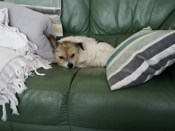 Un pequeño perro lindo descansando en un sofá de cuero verde rodeado de cojines — Foto de Stock