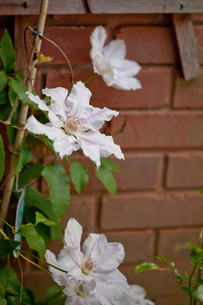 En klematis med stora vita blommor som växer mot en tegelvägg — Stockfoto