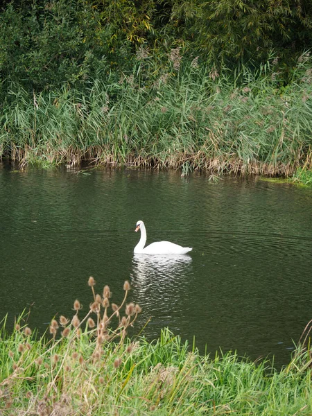 Portrait of a white swan on a river — Stock Photo, Image