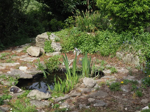 Un pequeño estanque de jardín en el verano — Foto de Stock