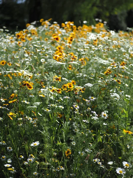 Wildflowers planted to encorauge insects in a roadside verge — Stock Photo, Image