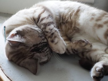 Güzel gümüş bir tekir balığının yakın çekimi. 