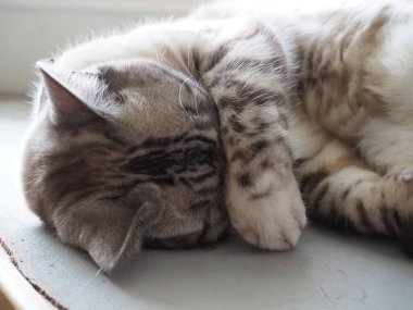 Güzel gümüş bir tekir balığının yakın çekimi. 