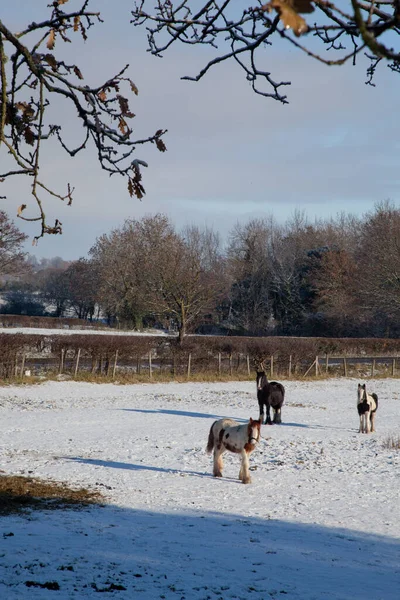Cavalos emoldurados por árvore ramo árvore em um campo ensolarado gelado nevado — Fotografia de Stock