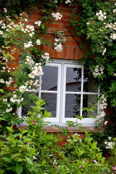 Портрет котеджного вікна з красивими білими трояндами навколо нього — стокове фото