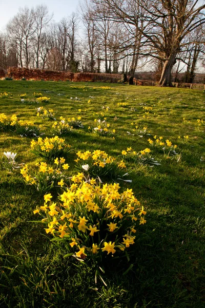 Flores de narciso amarillo brillante creciendo en primavera —  Fotos de Stock