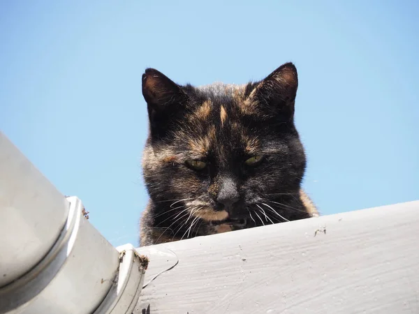 A lovely tortoiseshell cat looking down from a roof — Stock Photo, Image