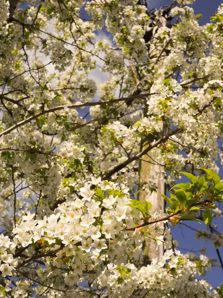 봄에 나무 위에 있는 아름다운 싱싱 한 사과 꽃의 근접 사진 — 스톡 사진