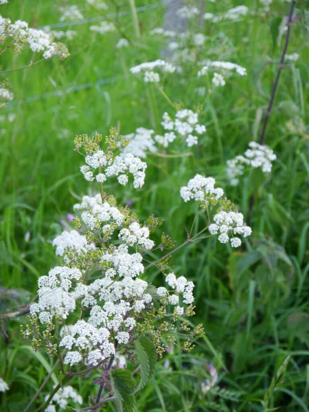 Quelques fleurs blanches de persil de vache sur fond vert — Photo
