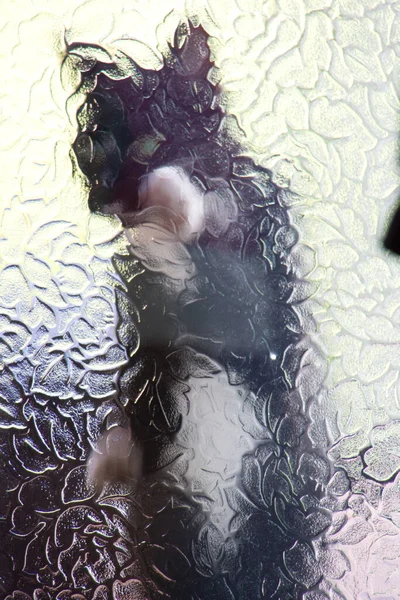 Buzlu camdan görünen siyah beyaz bir kedi.