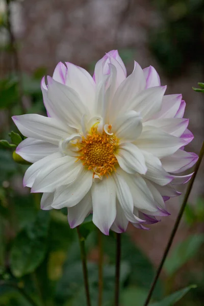 Прекрасный белый цветок Далии с фиолетовыми кончиками — стоковое фото