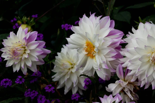 Hermosas y vívidas dalias blancas con puntas púrpuras sobre un fondo oscuro — Foto de Stock