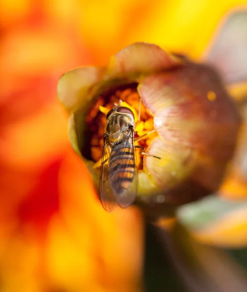 Close-up macro-opname van een zweefvlieg die zich voedt met een oranje bloemknop tegen een wazig oranje achtergrond — Stockfoto