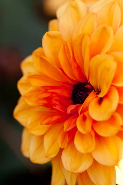 A very bright and colourful orange dahlia seen in close-up — Stock Photo, Image