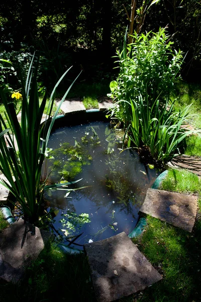 Небольшой недавно установленный садовый пруд со свежей посадкой — стоковое фото