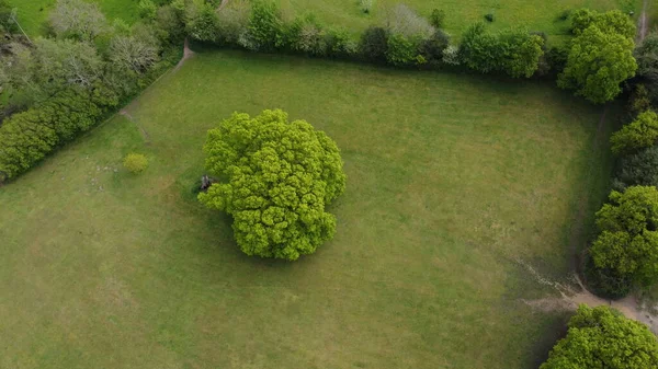 Aerial view of a beautiful oak tree with fresh green spring foliage field surrounded by hedges — Stock Photo, Image