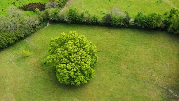 Veduta aerea di una bella quercia con fresco campo fogliame verde primaverile circondato da siepi — Foto Stock