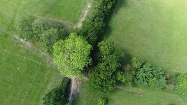 Clipe de vídeo curto de drone descendo em direção a dossel de carvalho diretamente de cima — Vídeo de Stock