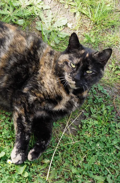 Close-up of a tortoiseshell coloured cat resting on a lawn — Stock Photo, Image