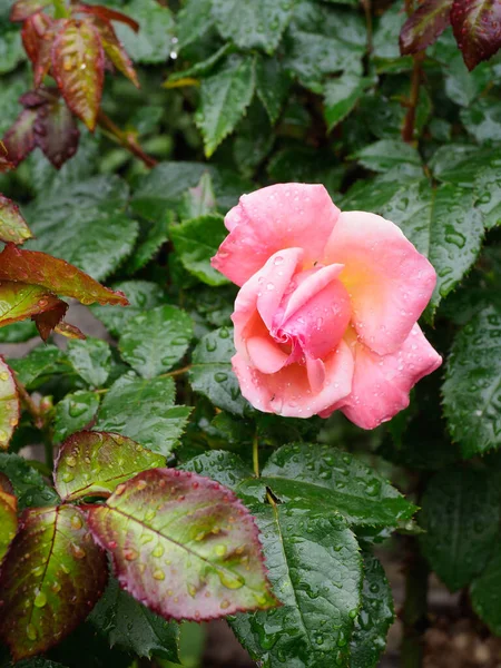 新しいバラの葉の成長に対する美しいサーモンピンクのバラのクローズアップ肖像画 — ストック写真