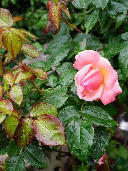 新しいバラの葉の成長に対する美しいサーモンピンクのバラのクローズアップ肖像画 — ストック写真
