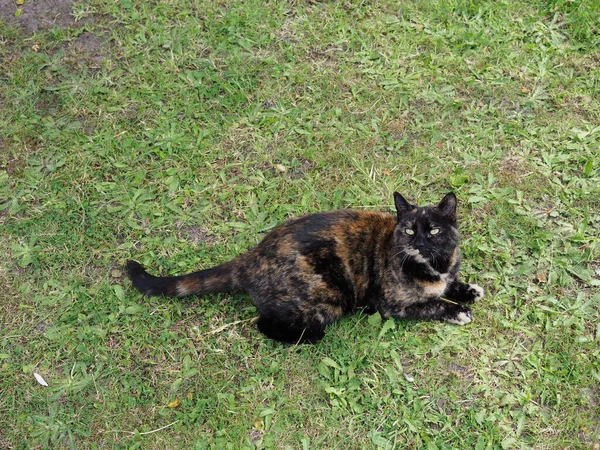 Close-up of a tortoiseshell coloured cat resting on a lawn — Stock Photo, Image
